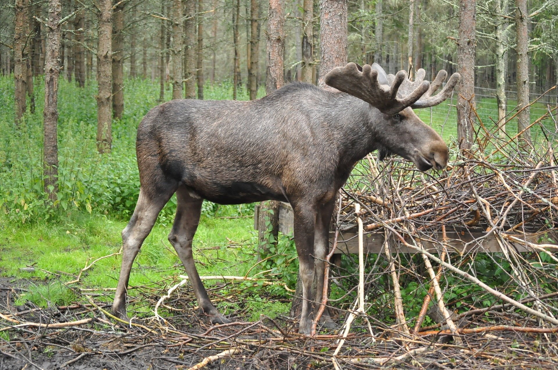 Urlaub in Schweden. Mieten Sie ein Ferienhaus in Dalsland. Golf, Angeln, Naturerlebnisse geboten.