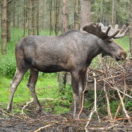 Semester i Sverige. Hyr stuga i Dalsland. Golf, fiske, naturäventyr erbjuds.